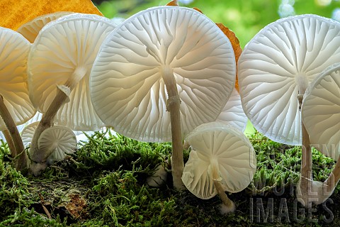 Porcelain_mushroom_Mucidula_mucida_on_a_beech_tree_in_the_Bugey_Ain_France