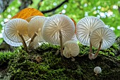 Porcelain mushroom (Mucidula mucida) on a beech tree in the Bugey, Ain, France