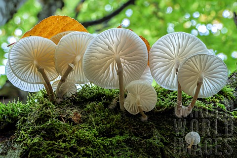 Porcelain_mushroom_Mucidula_mucida_on_a_beech_tree_in_the_Bugey_Ain_France