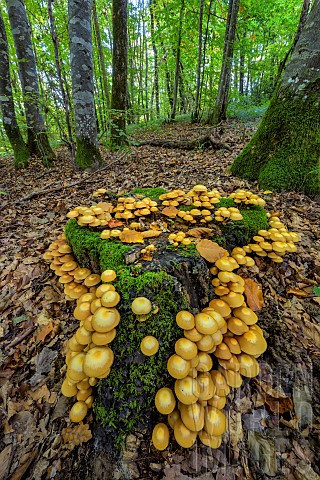 Twotoned_Pholiota_Kuehneromyces_mutabilis_on_a_stump_in_a_forest_Savoie_France