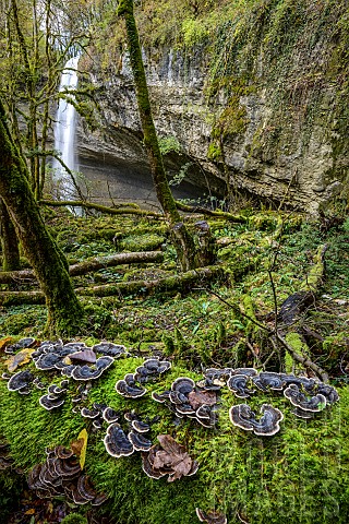 Turkey_tail_Trametes_versicolor_on_a_trunk_above_a_river_Bugey_Ain_France