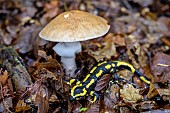 Speckled salamander (Salamandra salamandra) and Death Cap (Amanita phalloides) : two toxic species in forest, France