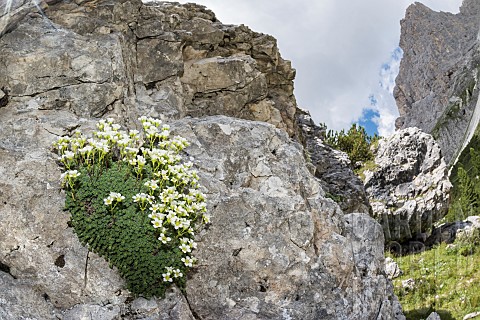 Dolomite_saxifrage_Saxifraga_squarrosa_growing_in_Dolomites_high_altitude_habitat_Trentino_Italy