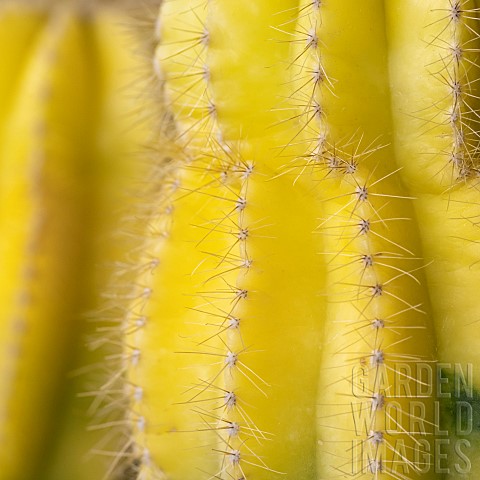 Yellow_grafted_Moon_Cactus_Gymnocalycium_mihanovichii__Hylocereus_sp