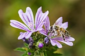 Honey bee (Apis mellifera) covered with pollen, pollinator on Mallow (Malva sp), Pagny-sur-meuse, Lorraine, France