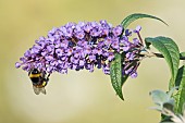 Buff-tailed bumblebee (Bombus terrestris) pollinating the flower of a butterfly tree (Buddleja davidii), Rhine bank, Huningue, Alsace, France