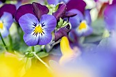 Horned pansies (Viola cornuta)