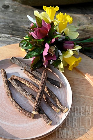 Organic_Liquorice_Glycyrrhiza_glabra_roots_on_a_plate_with_First_flowers_of_the_year_bunch_of_Daffod