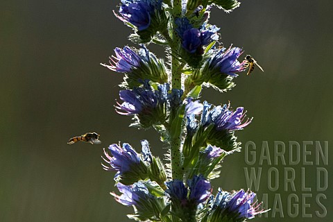 Syrphid_Syrphidae_sp_on_Blueweed_Echium_vulgare_flowers_France
