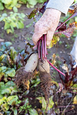 Harvesting_beets_in_a_garden_France_Moselle_autumn