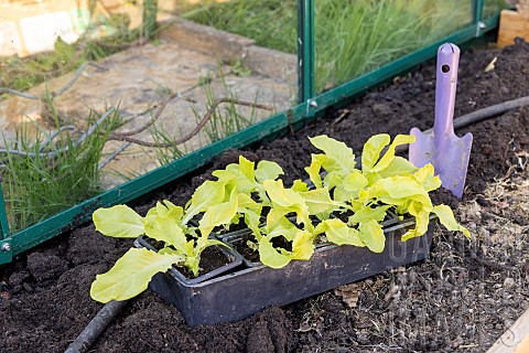Planting_lettuce_in_a_greenhouse_France_Pas_de_Calais_spring