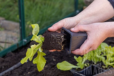 Planting_lettuce_in_a_greenhouse_France_Pas_de_Calais_spring