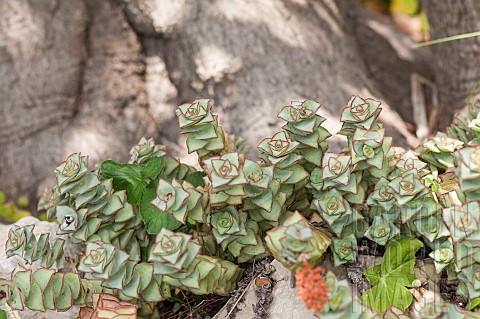 String_of_Buttons_or_Necklace_vine_Crassula_perforata_growing_between_rocks_Liguria_Italy