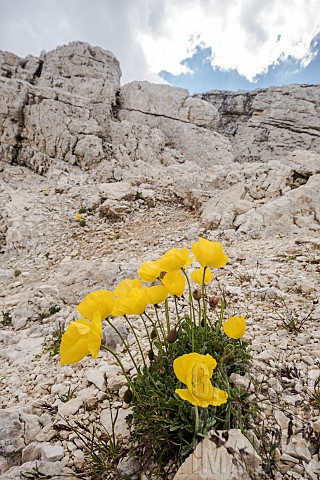Alpine_or_dwarf_poppy_Papaver_alpinum_subsp_rhaeticum_growing_in_high_altitude_habitat_Trentino_Ital