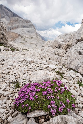 Moss_campion_or_cushion_pink_Silene_acaulis_growing_in_high_altitude_habitat_Trentino_Italy