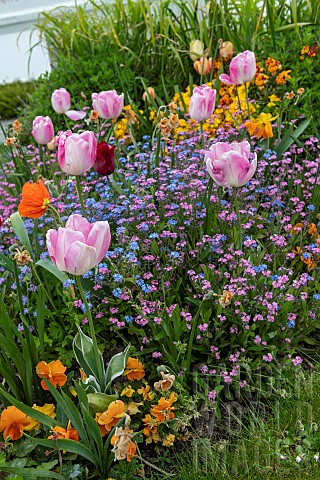 Alpine_Forgetmenot_Myosotis_alpestris_and_Tulip_Tulipa_sp_in_flowers_bed_in_spring_PasdeCalais_Franc