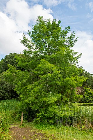Bald_cypress_Taxodium_distichum_Botanical_Conservatory_Garden_of_Brest_Finistre_Brittany_France