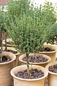 Thyme plant (Thymus vulgaris) in pot