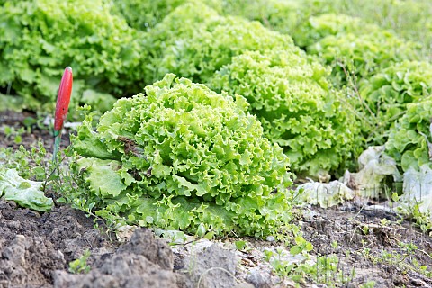 Vegetable_gardens_summer_vegetables_salad_plants_Jardins_dAlsace_HautRhin_France