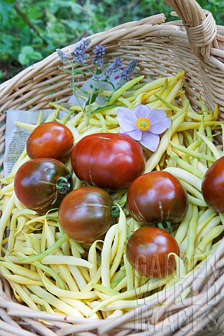 Tomato_and_butter_bean_Summer_vegetable_Vegetable_garden_Jardins_dAlsace_HautRhin_France