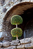 Potted boxwood, cut as a ball, under a stone arch, Vaucluse, France