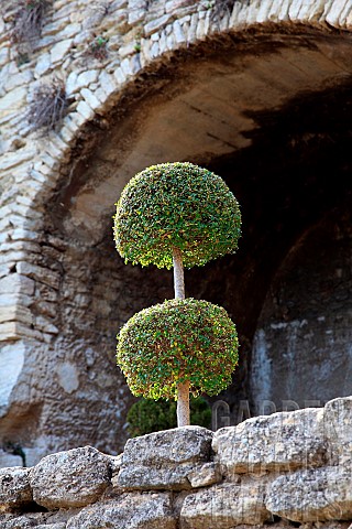 Potted_boxwood_cut_as_a_ball_under_a_stone_arch_Vaucluse_France