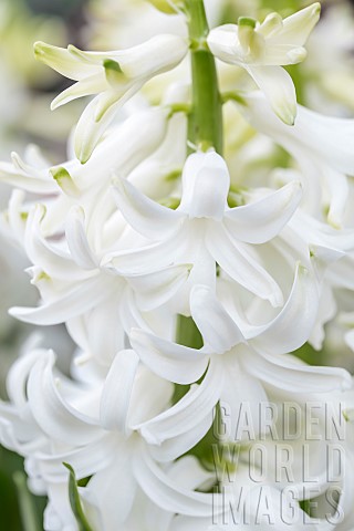 White_Hyacinth_Hyacinthus_orientalis