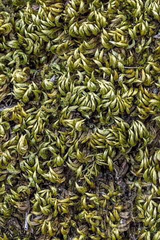 Silky_wall_feathermoss_Homalothecium_sericeum_at_dry_stage_Gard_France