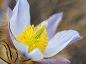 Pulsatilla vernalis also called arctic violet, lady of the snows growing in the high mountains of the Engadin in the Samnaun mountains. Europe, Switzerland, Lower Engadine, Alp Laret, spring