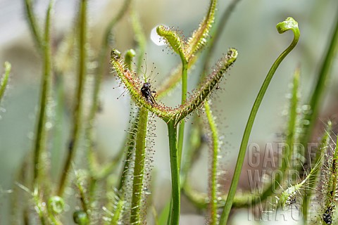 Sundew_Drosera_binata_with_insects_in_its_sticky_leaves