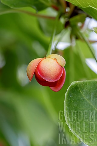 Chinese_magnolia_vine_Schisandra_rubriflora