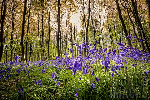 Bluebell_Hyacinthoides_non_scripta_flowers_in_spring_TournehemsurlaHem_Pas_de_Calais_France