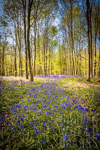 Bluebell_Hyacinthoides_non_scripta_flowers_in_spring_TournehemsurlaHem_Pas_de_Calais_France