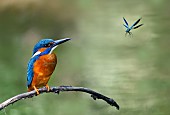 Male kingfisher (Alcedo atthis) on a branch and dragonfly (Caleopteryx splendens) Vosges du Nord Regional Nature Park, France. Digital editing