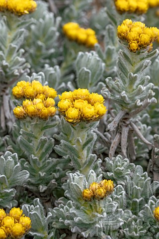Cape_gold_Helichrysum_splendidum