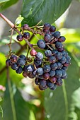 Tree fuchsia (Fuchsia arborescens) fruits