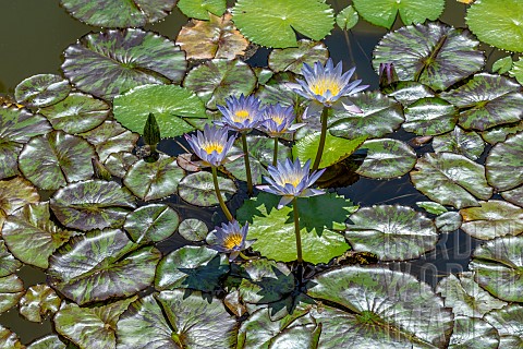 Waterlily_Star_of_Siam