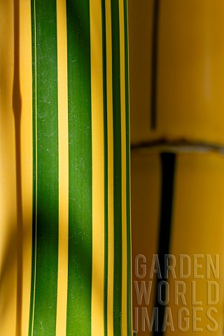 Closeup_of_Painted_bamboo_Bambusa_vulgaris_f_vittata_stem