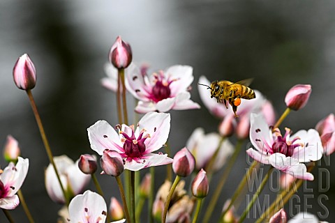 Honey_bee_Apis_mellifera_collecting_a_flower_of_flowering_rush_Butomus_umbellatus_banks_of_the_Meurt