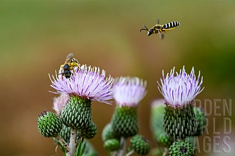 Great_banded_furrowbee_Halictus_scabiosae_taking_off_from_a_Montpellier_thistle_Cirsium_monspessulan