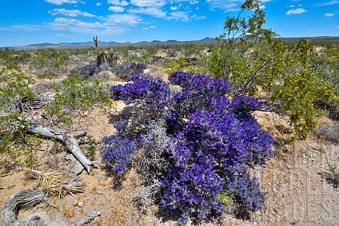 Mojave_indigo_bush_Psorothamnus_arborescens_in_bloom_Mojave_national_reserve_California