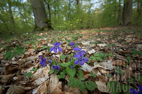 Forest_violet_Viola_sp_in_the_undergrowth_Bouxiresauxdames_Lorraine_France