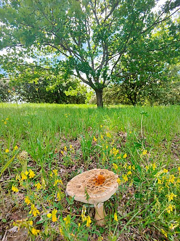 Gilled_Mushroom_at_the_foot_of_a_Downy_Oak_Quercus_pubescens_in_a_garden_Forcalquier_Provence_France