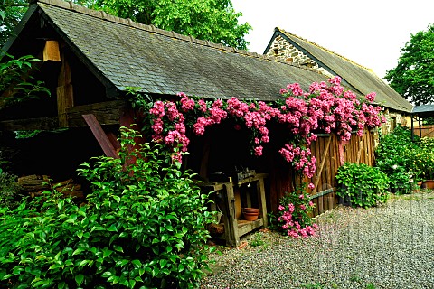Rosebush_Dentelle_de_Bruxelles_in_the_garden_of_Moulin_de_la_Lande_in_Brittany_France