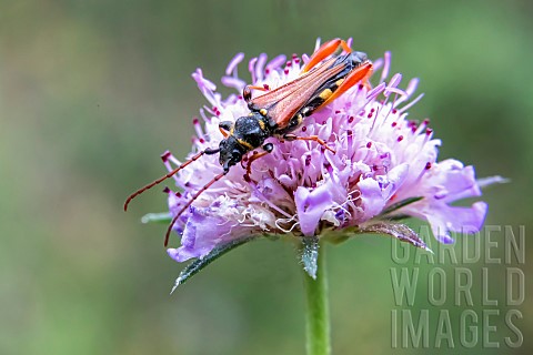 Longhorn_beetle_Stenopterus_rufus_on_a_scabiosa_flower_in_spring_countryside_near_Hyres_Var_France