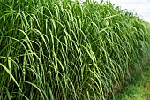 Giant Miscanthus (Miscanthus x giganteus), also known as Elephant grass, Giant Eulalia or Giant Chinese Reed, is a new plant in France. It helps to reduce water pollution in wells, Saint Clair de la tour, France.