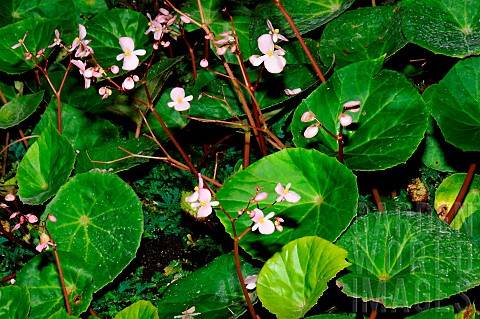 Begonia_Begonia_hernandioides_native_to_the_Philippines_and_described_in_1911