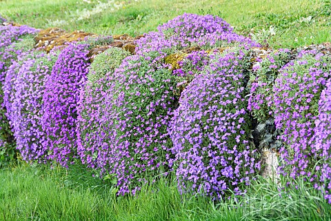 Aubrietas_Aubrieta_sp_of_different_shades_on_a_dry_stone_wall_along_a_private_garden_Auvergne_France