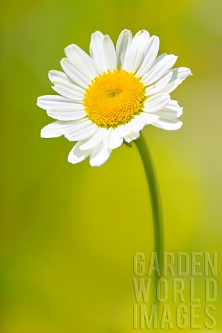 Wild_Oxeyedaisy_Leucanthemum_vulgare_at_the_edge_of_a_path_in_spring_Auvergne_France