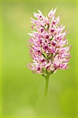 Monkey orchid (Orchis simia) on the shoulder of a small mountain road, Drôme, France